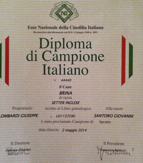 Diploma di campione italiano 2014 - setter inglese
