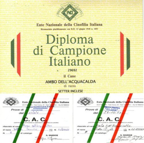 Diploma di campione italiano - setter inglese